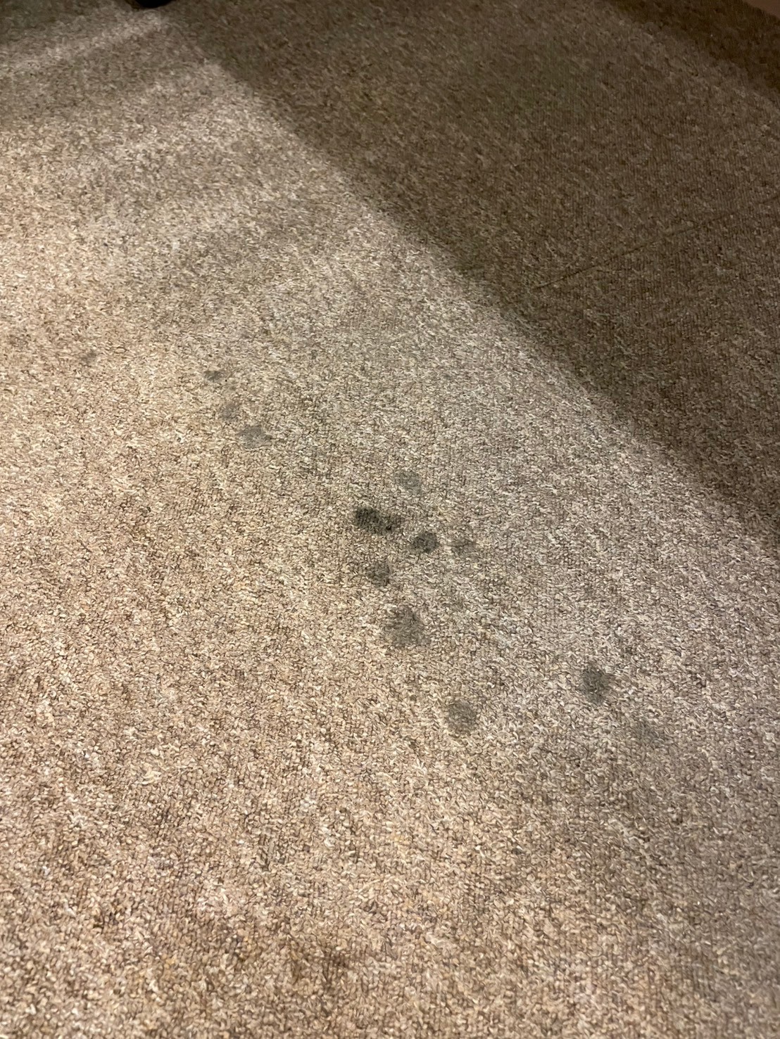 會議室地毯看似潔淨，實則暗藏危機——萬有清潔協助企業打造專業環境的第3張圖片